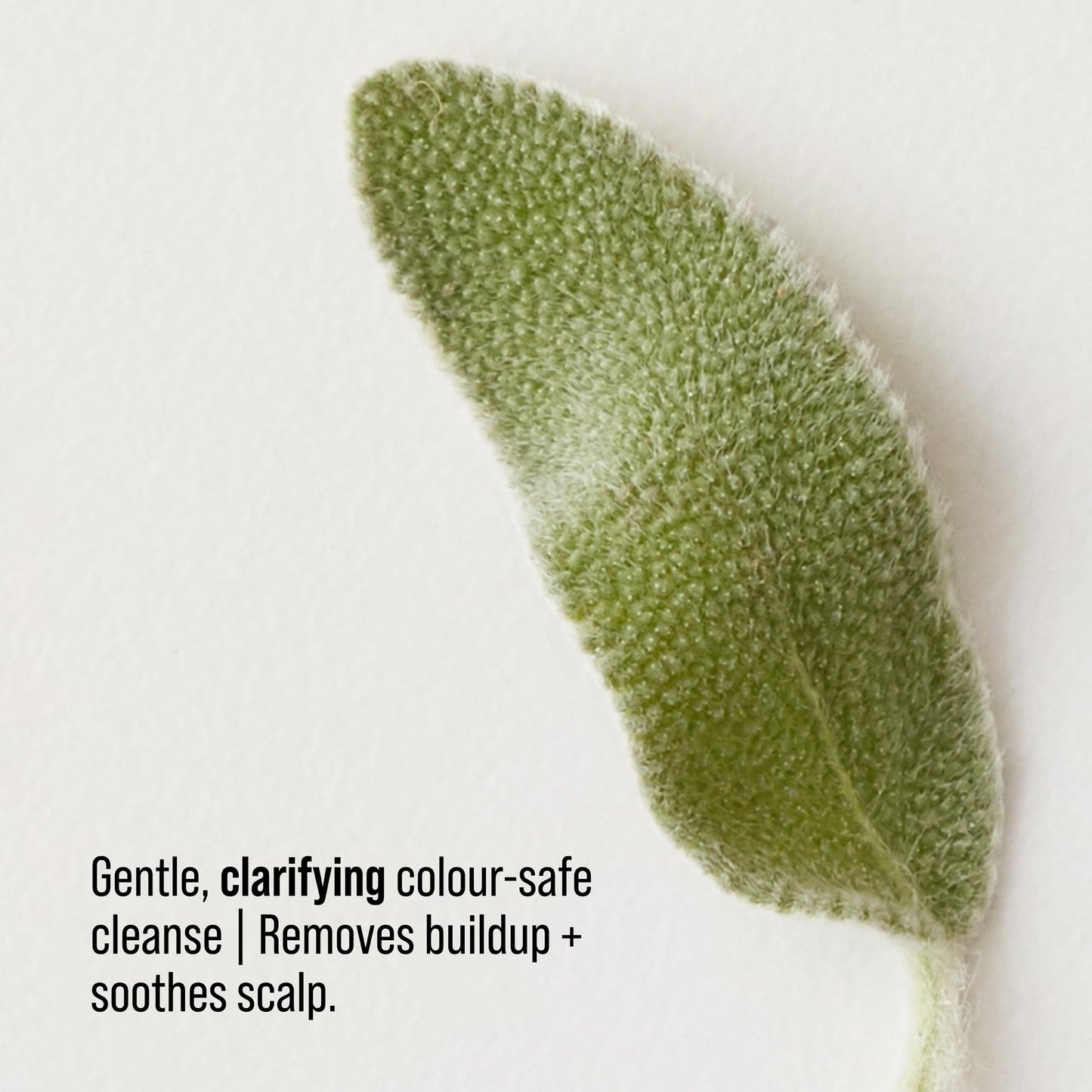 Lavender AG Care Renew Clarifying Shampoo, Remove Build Up, Colour Safe Sulfate-Free Shampoo, 10 Fl Oz