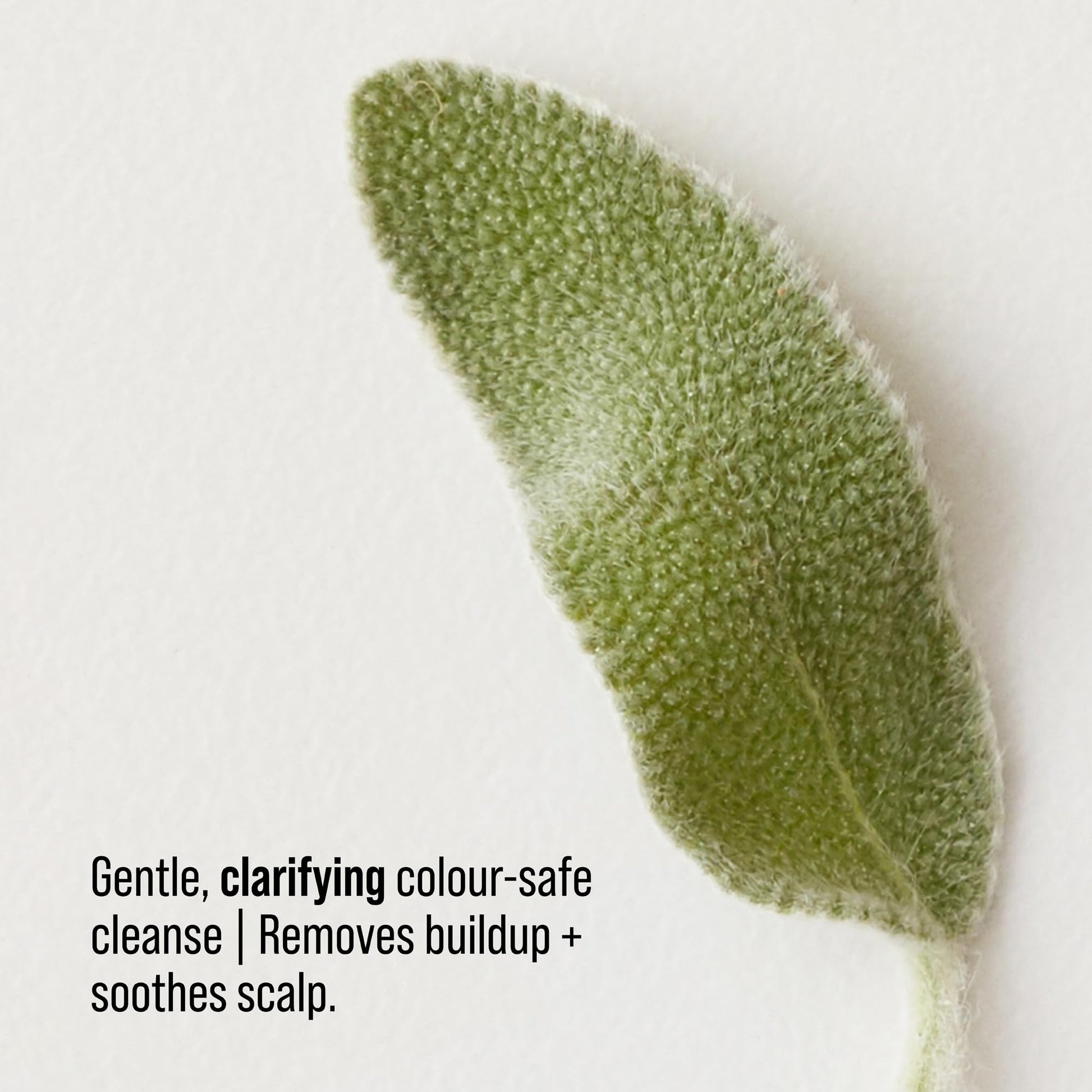 Lavender AG Care Renew Clarifying Shampoo, Remove Build Up, Colour Safe Sulfate-Free Shampoo, 10 Fl Oz