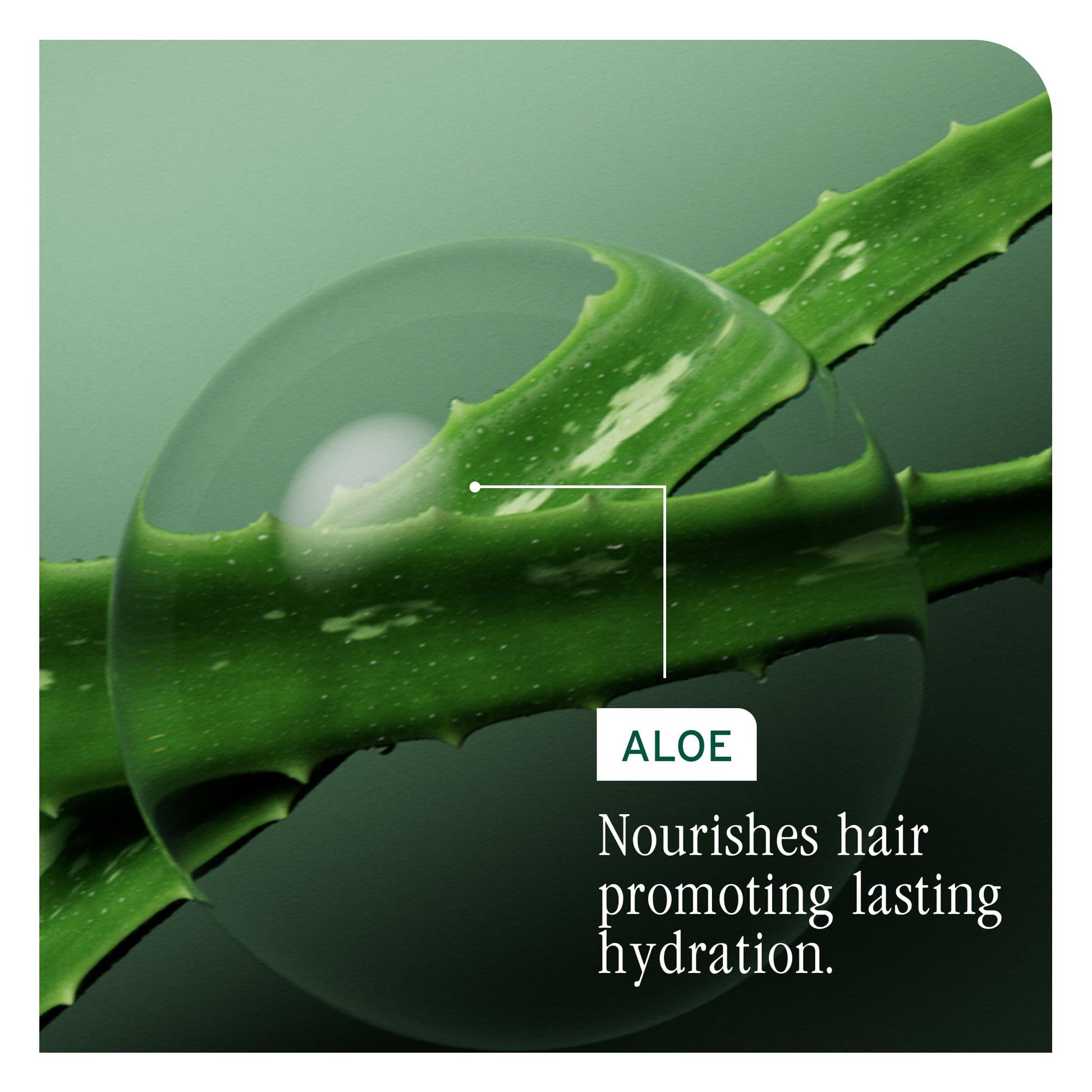 Dark Sea Green Biolage Hydra Source Shampoo - Softens, Moisturizes & Adds Shine, For Dry Hair, Infused with Micro-Filtered Aloe Vera & Fermented Hyaluronic Acid, Vegan & Paraben-Free, 1.7 Fl Oz