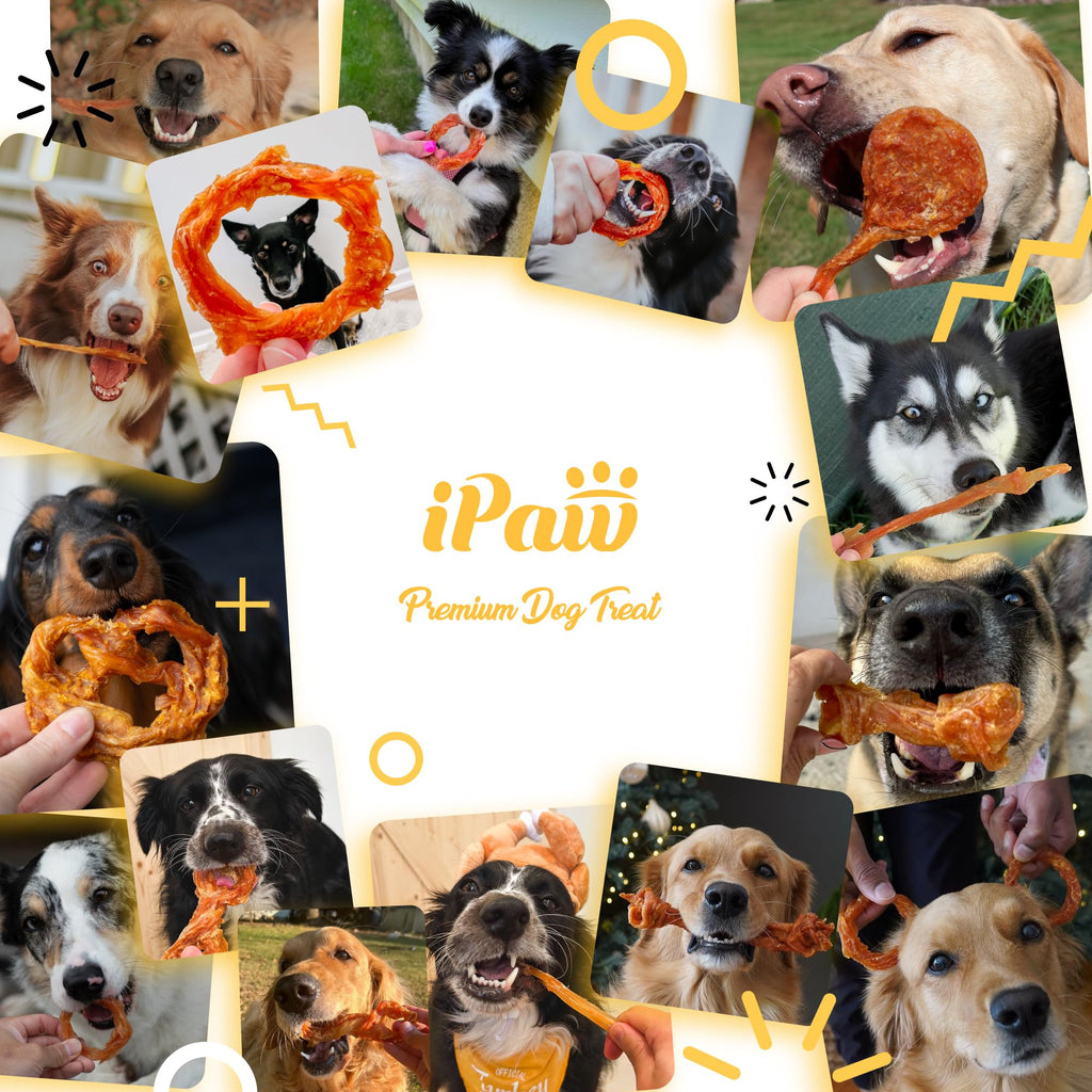iPaw 10 Pcs Value Pack Turkey Tendons for Dogs, Single Protein, Hypoallergenic, All Natural Human Grade Puppy Chew, Rawhide Alternative Dog Treats, Ring (Small)